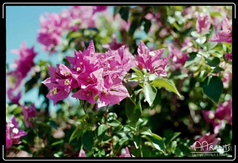 Arizona Purples.jpg - Brilliant Arizona sun exposes all!
